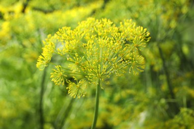 Photo of Fresh green dill flower on blurred background, closeup