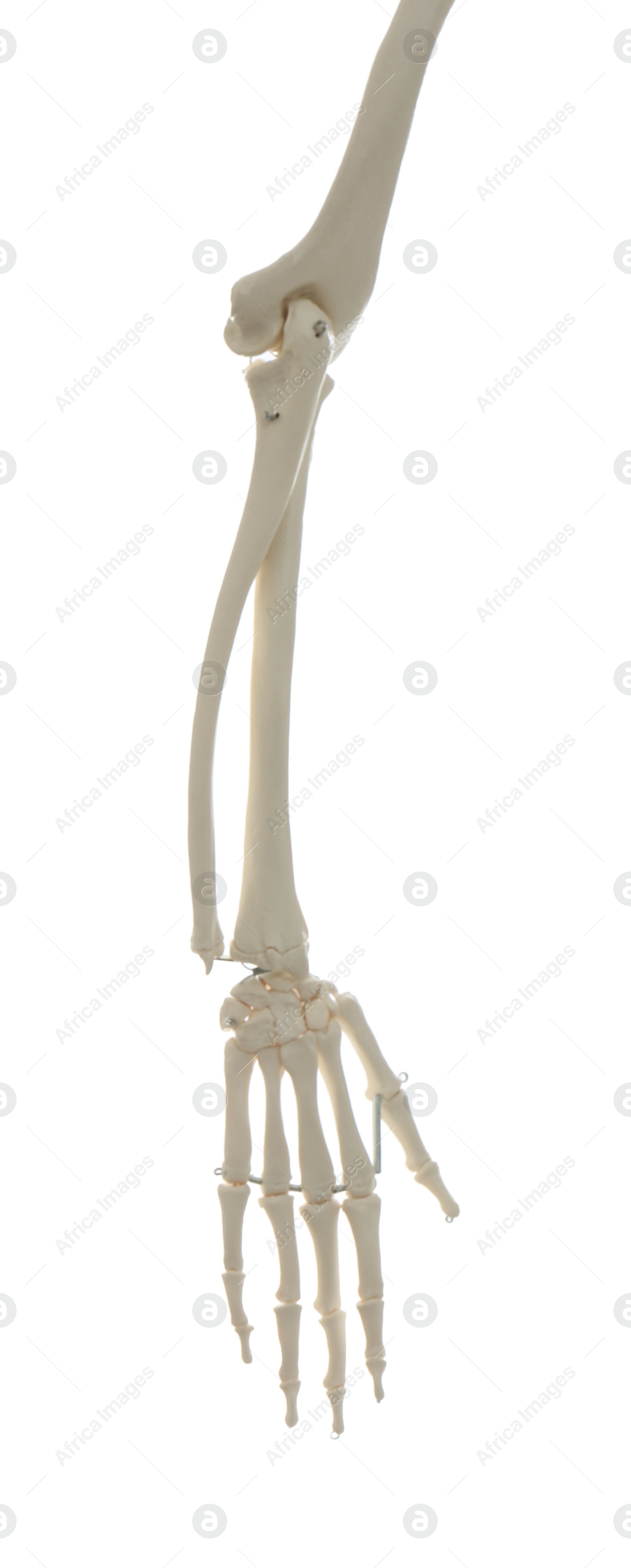 Photo of Artificial human skeleton model isolated on white, closeup