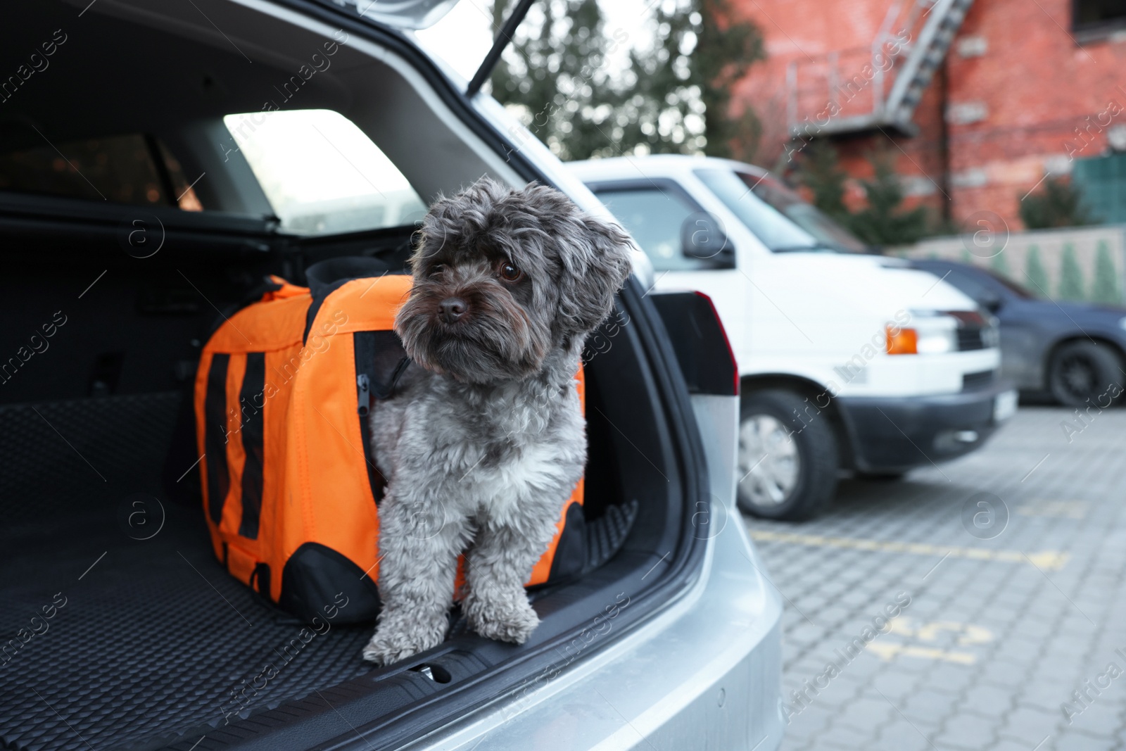 Photo of Cute dog in pet carrier travelling by car. Safe transportation