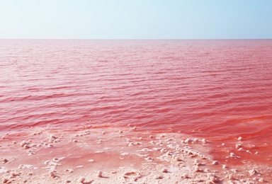 Beautiful view of pink lake on sunny day