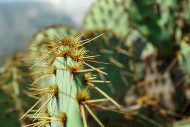 Photo of Beautiful Opuntia cactus with big thorns growing outdoors, closeup
