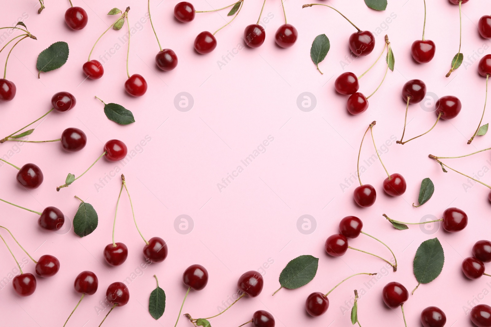 Photo of Delicious cherries on pink background, flat lay. Space for text