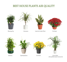 Image of Set of best house plants for air quality improvement on white background