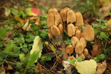 Photo of Small mushrooms growing in forest, closeup. Picking season