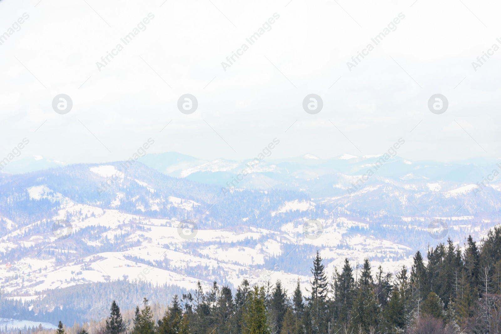 Photo of Beautiful view of conifer forest on snowy winter day