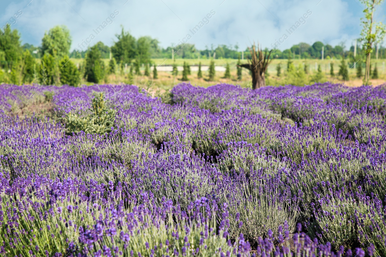 Photo of Beautiful view of blooming lavender growing in field