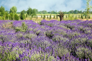 Beautiful view of blooming lavender growing in field