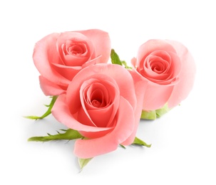 Beautiful roses on white background