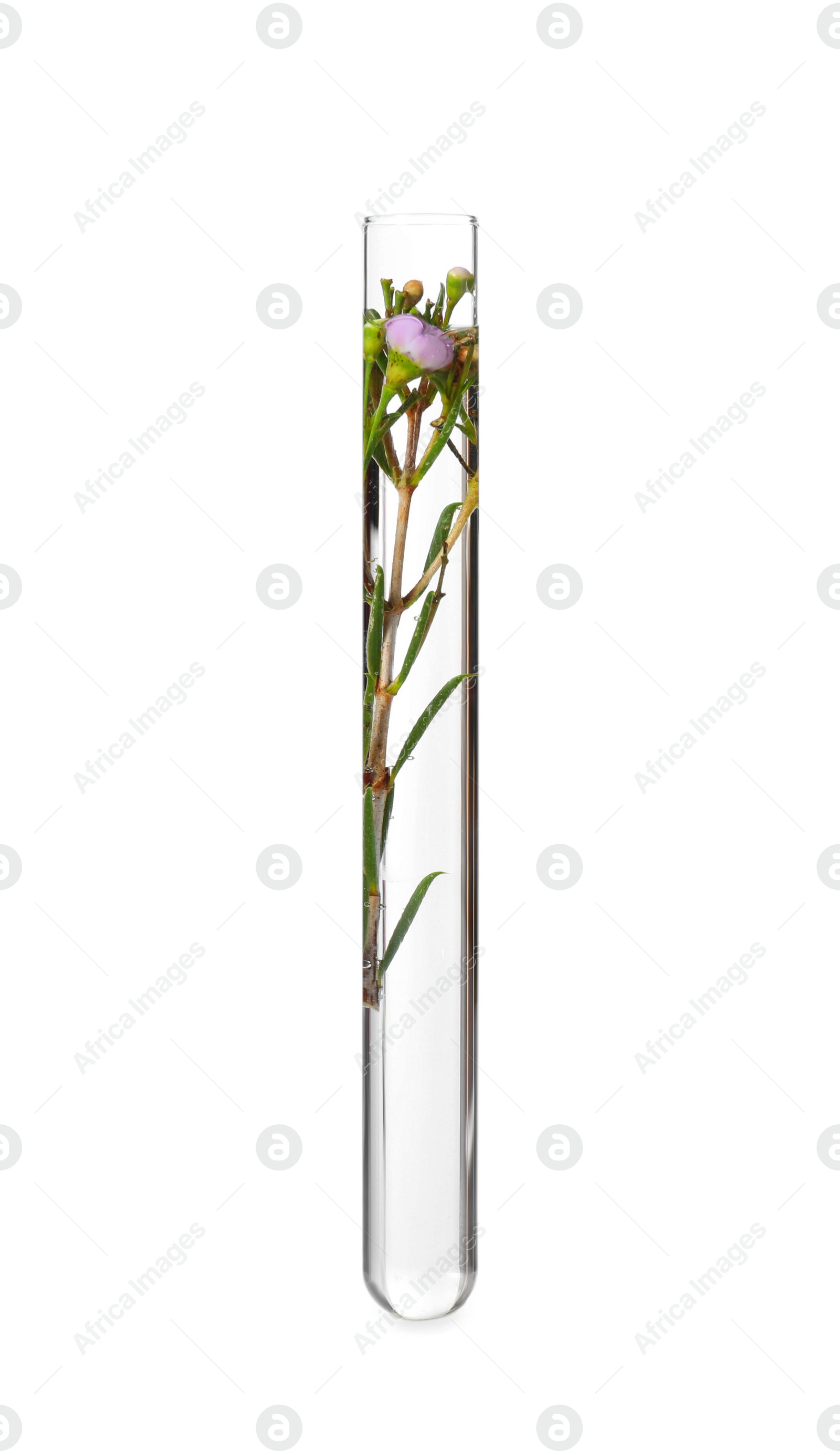 Photo of Beautiful flower in test tube with water isolated on white