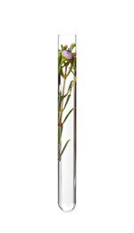 Photo of Beautiful flower in test tube with water isolated on white
