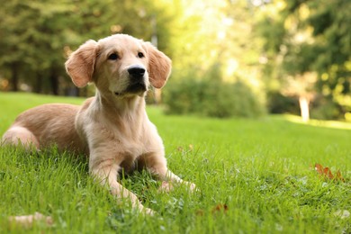 Photo of Cute Labrador Retriever puppy lying on green grass in park, space for text