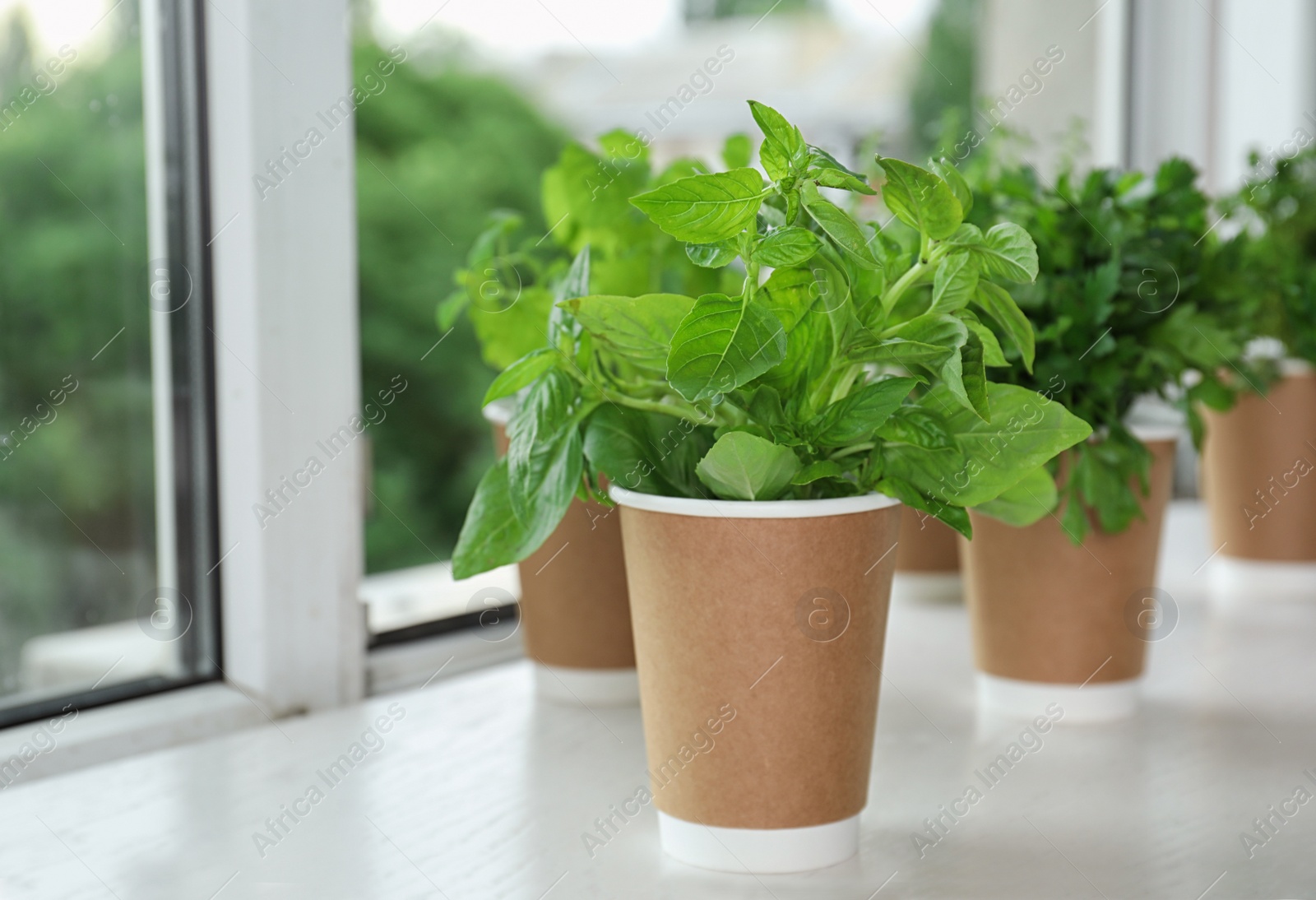 Photo of Seedlings of different herbs in paper cups on white wooden table at window