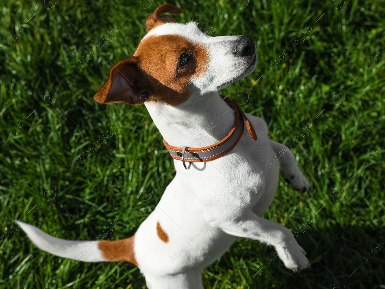 Photo of Beautiful Jack Russell Terrier in dog collar with metal tag on green grass outdoors