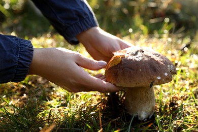 Photo of Woman picking porcini mushroom outdoors on autumn day, closeup