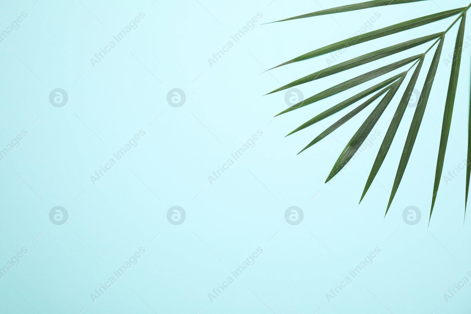 Photo of Beautiful lush tropical leaf on light blue background, top view. Space for text