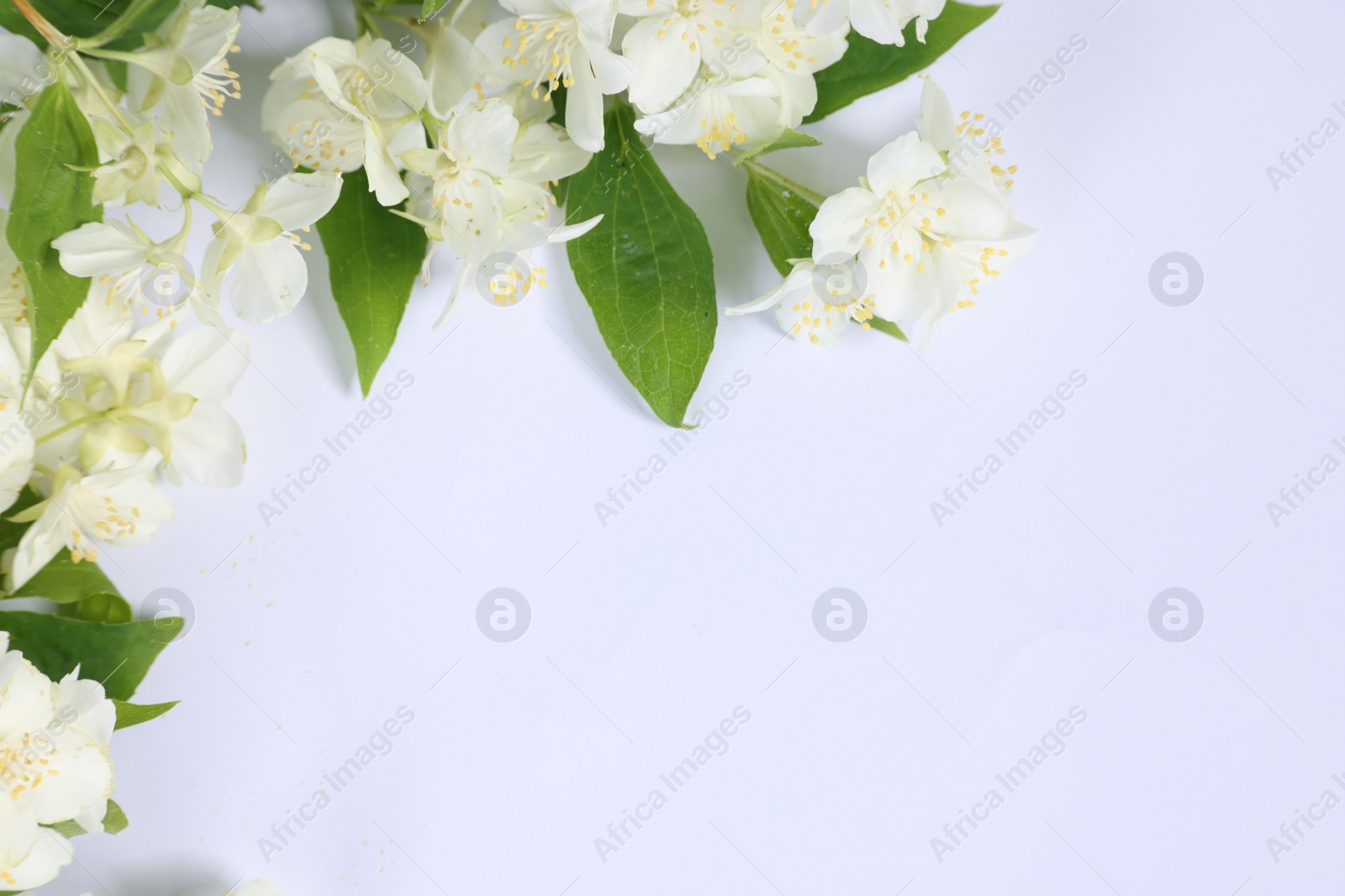 Photo of Beautiful jasmine flowers on white background, top view. Space for text