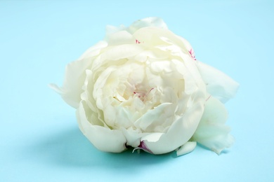 Photo of Beautiful white peony on light blue background