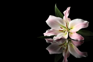 Photo of Beautiful pink lily flower on black background, space for text