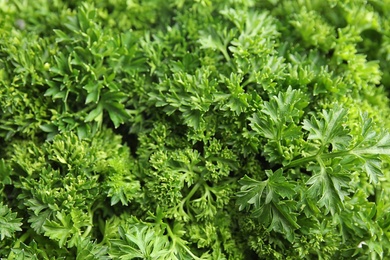 Photo of Fresh green organic parsley as background, closeup