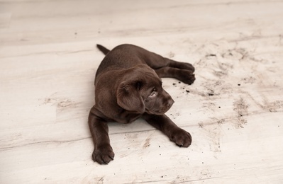 Photo of Chocolate Labrador Retriever puppy and dirty paw prints on floor indoors