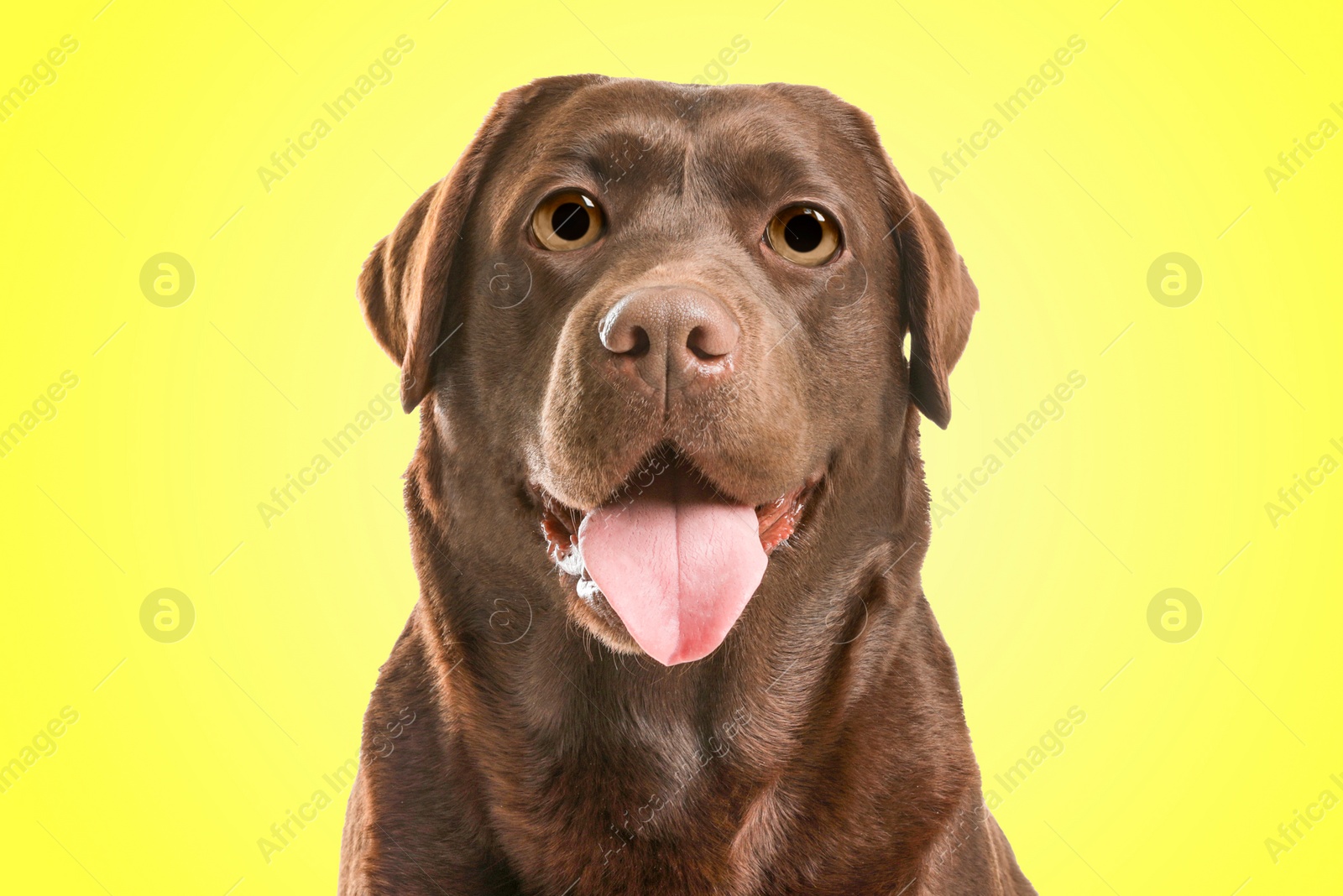 Image of Cute surprised Chocolate labrador retriever dog with big eyes on yellow background