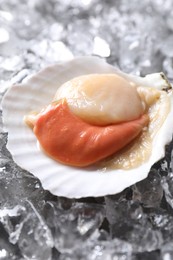 Photo of Fresh raw scallop in shell on ice cubes, closeup