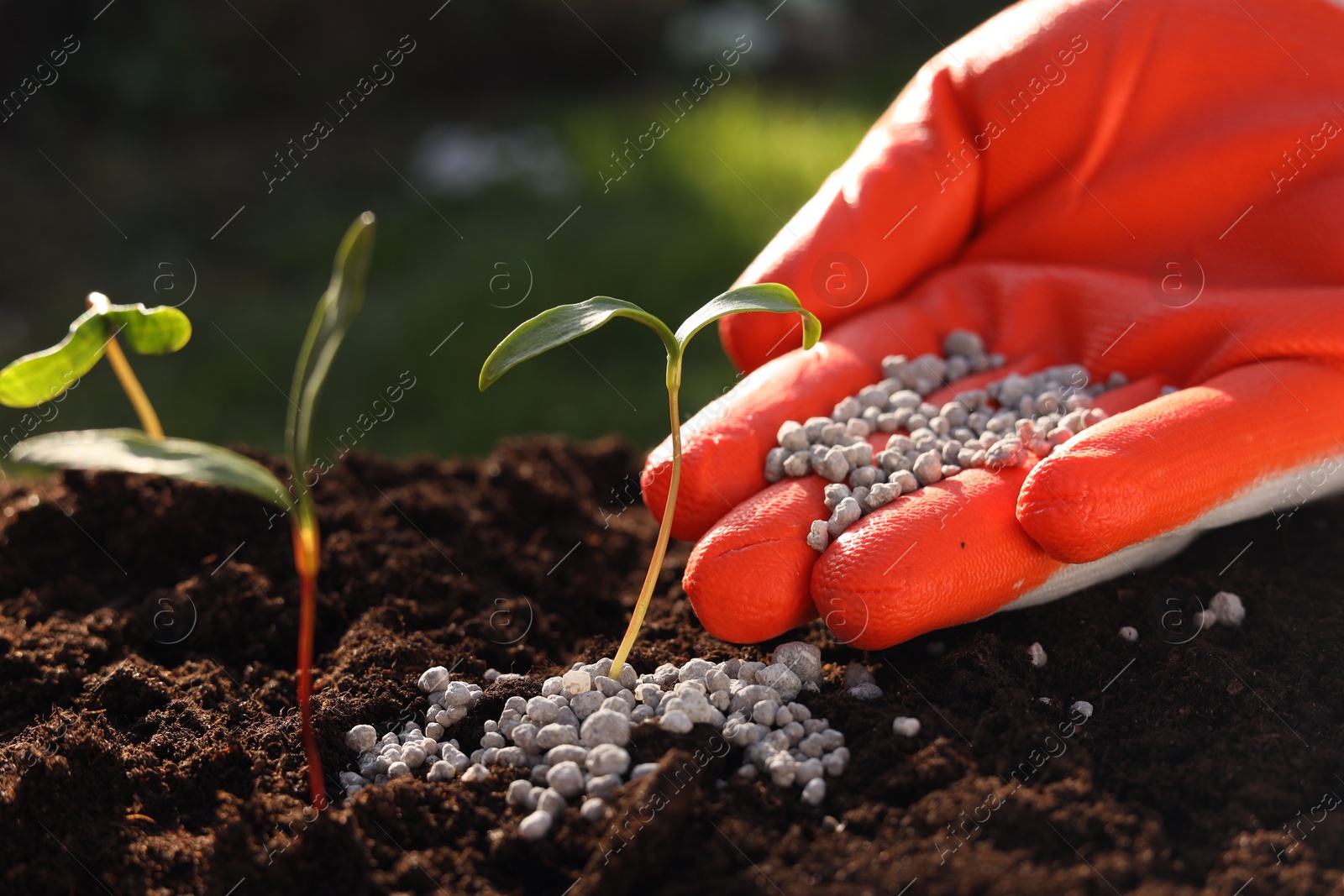 Photo of Man fertilizing soil with growing young sprouts outdoors, closeup