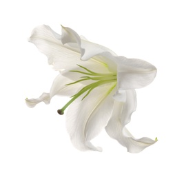 Photo of Beautiful lily on white background. Funeral flower