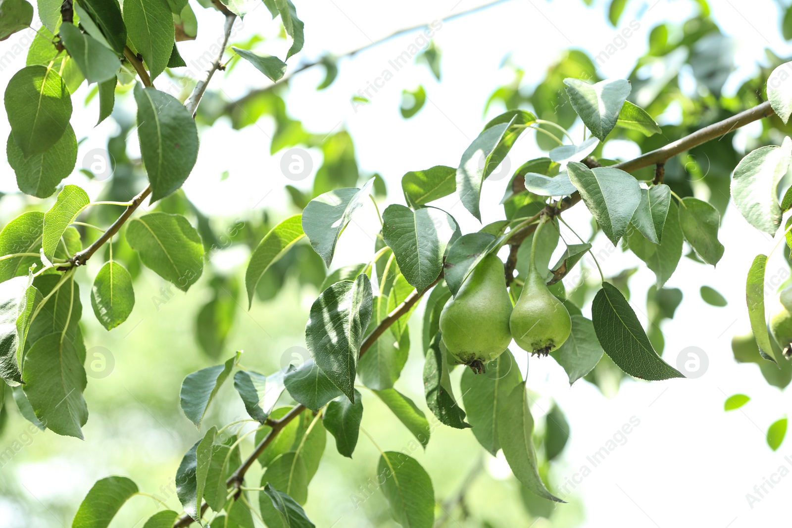 Photo of Pear tree with fruits on sunny day