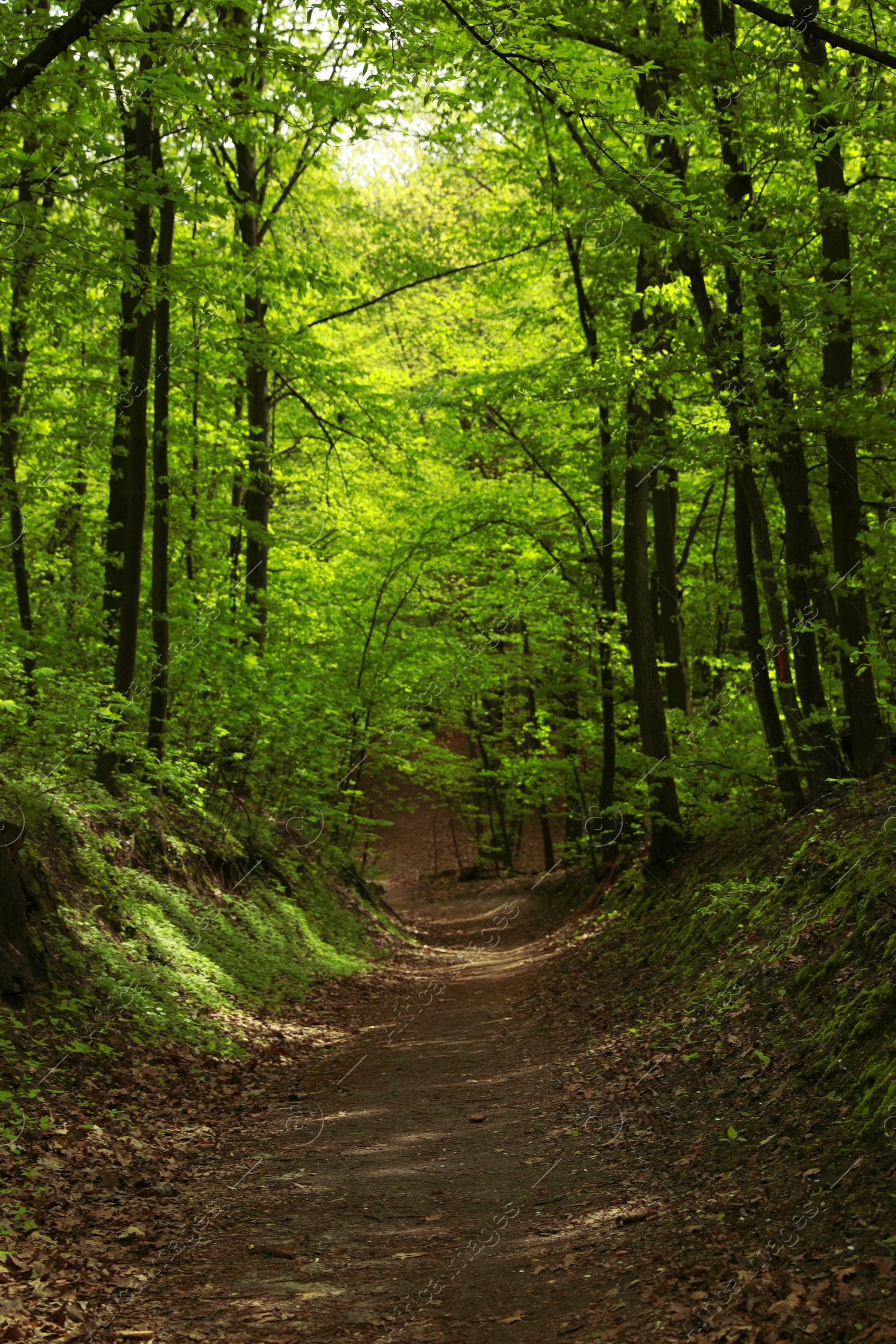 Photo of Beautiful landscape with pathway among tall trees in park