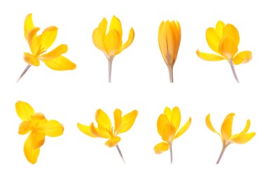 Set with beautiful spring crocus flowers on white background 