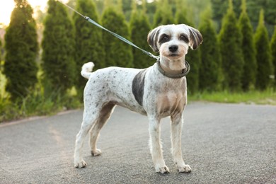 Photo of Cute dog with leash outdoors on spring day