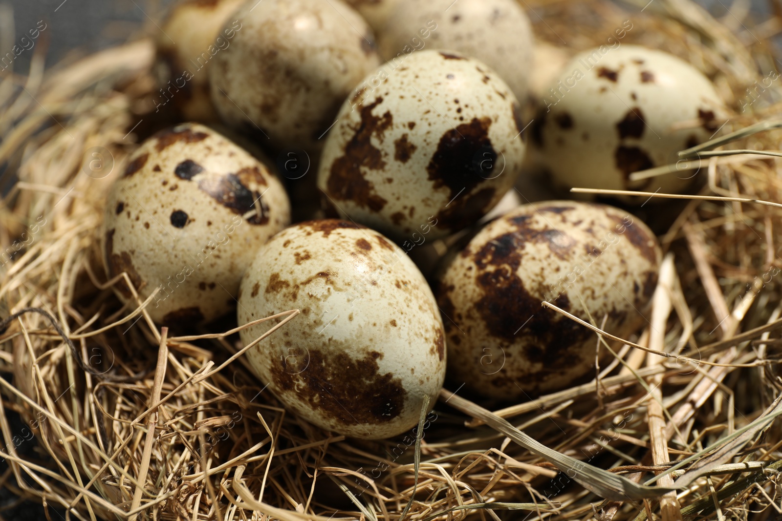 Photo of Nest with many speckled quail eggs on table, closeup