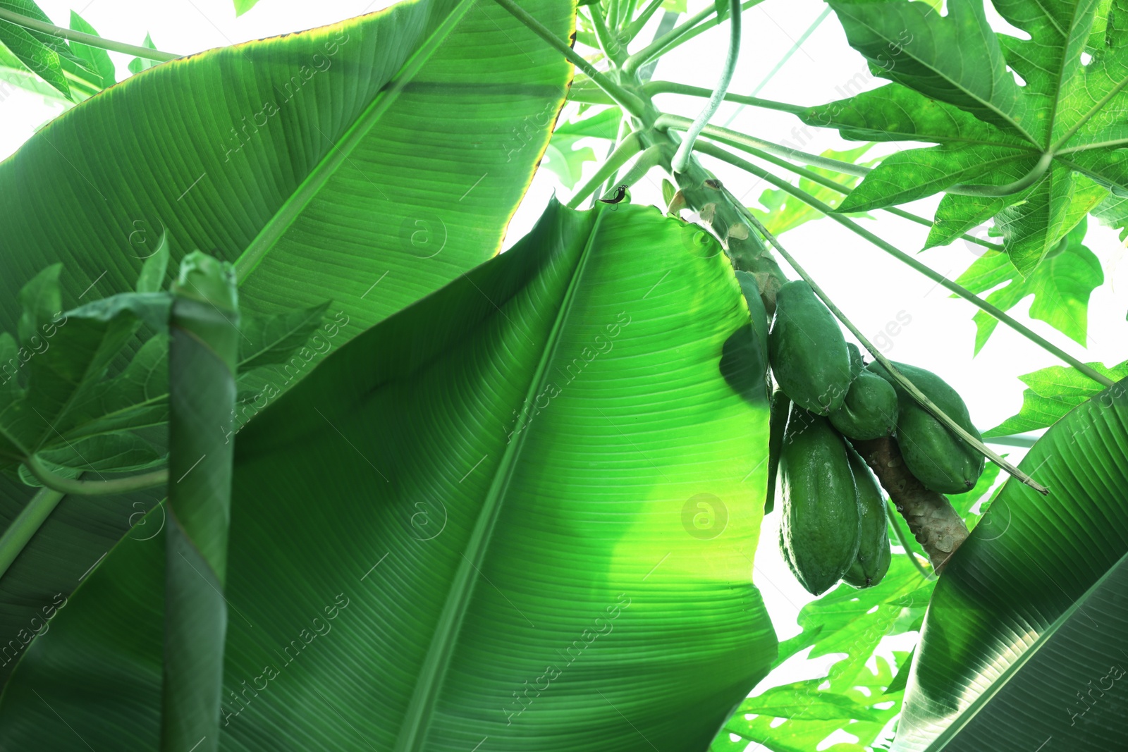 Photo of Banana tree with green leaves growing outdoors, closeup