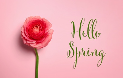 Image of Hello Spring. Beautiful ranunculus flower on pink background