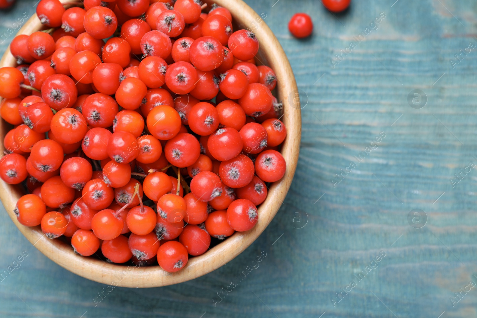 Photo of Fresh ripe rowan berries in wooden bowl on light blue table, top view. Space for text
