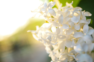 Closeup view of beautiful blooming lilac shrub outdoors