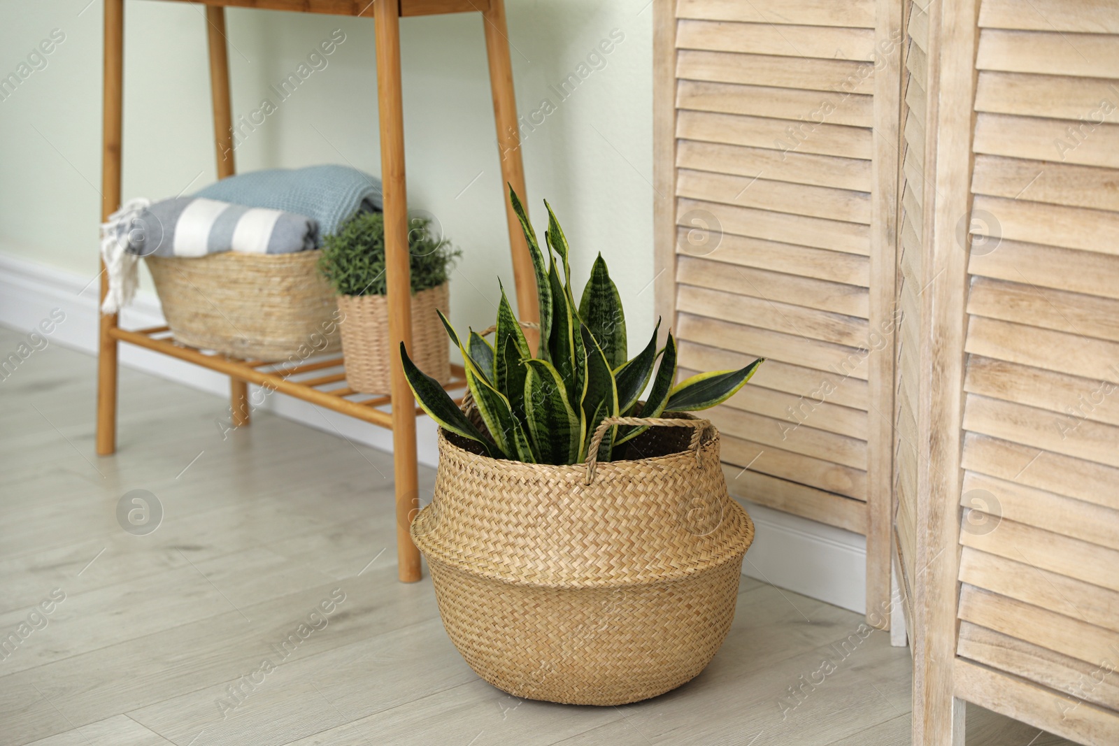 Photo of Houseplant in wicker pot on floor indoors. Interior design