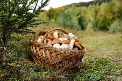 Photo of Wicker basket with fresh wild mushrooms outdoors