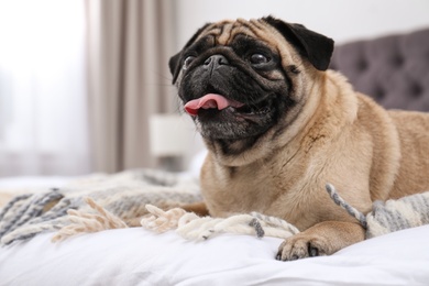 Photo of Happy cute pug dog on bed indoors