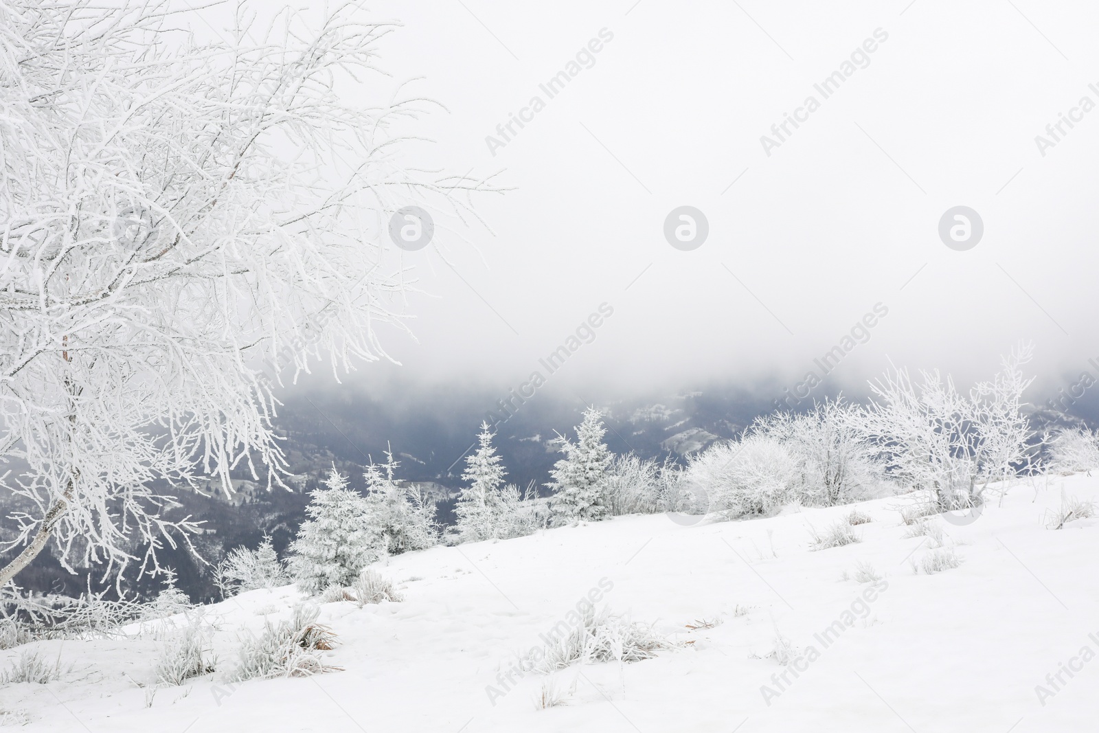 Photo of Picturesque view of trees and plants covered with snow in mountains on winter day