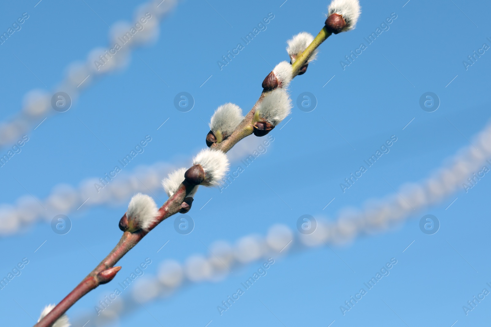 Photo of Beautiful fluffy catkins on willow branch against blue sky