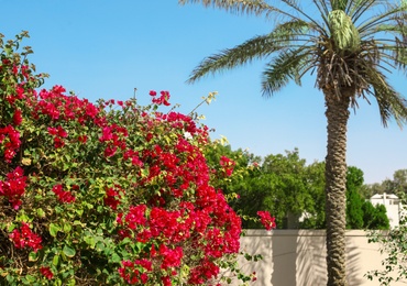 Photo of Beautiful blooming bush and palm at tropical resort on sunny day