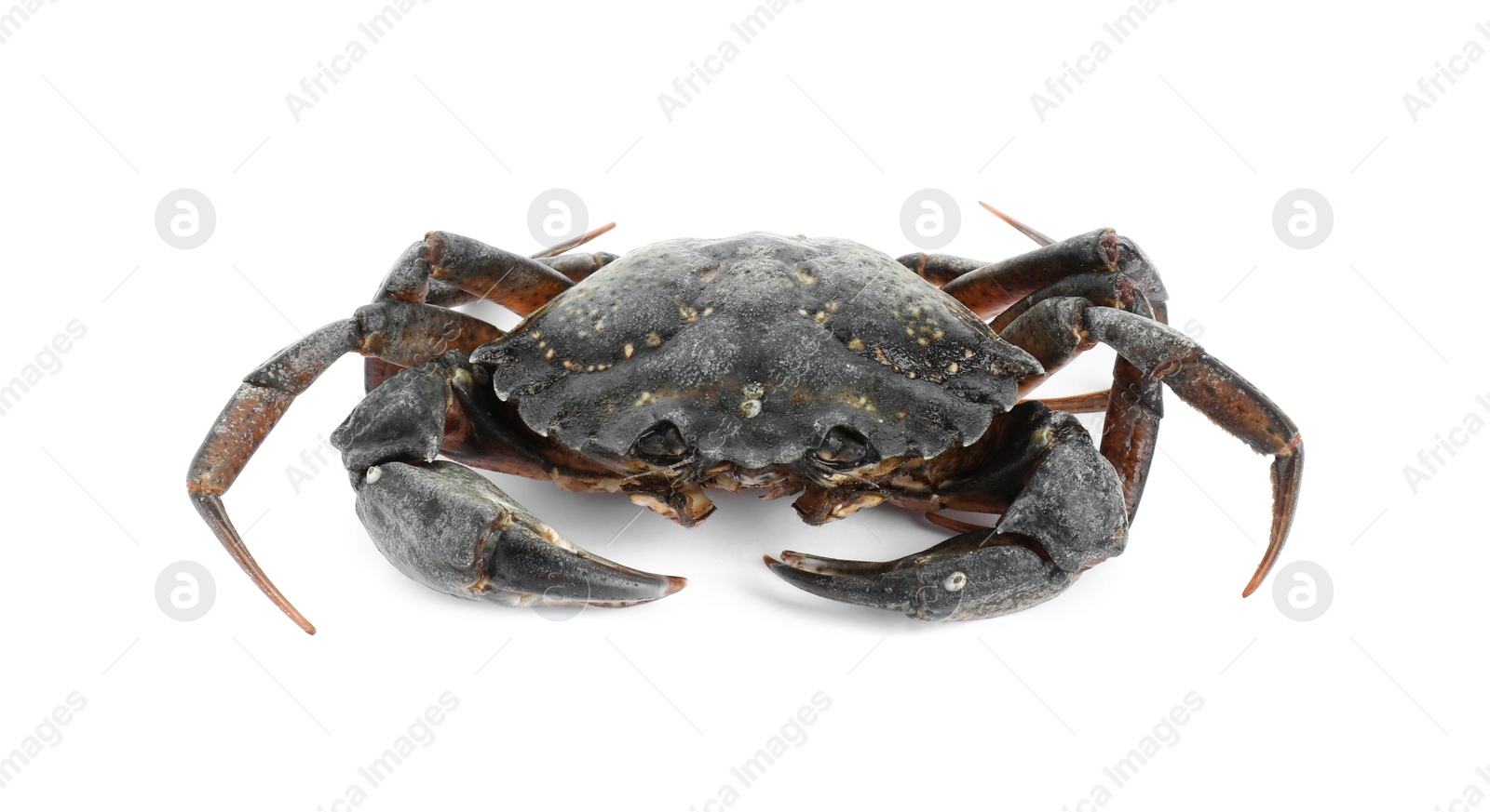 Photo of One fresh raw crab isolated on white