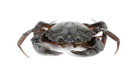 One fresh raw crab isolated on white