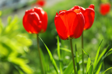 Blossoming tulips outdoors on sunny spring day