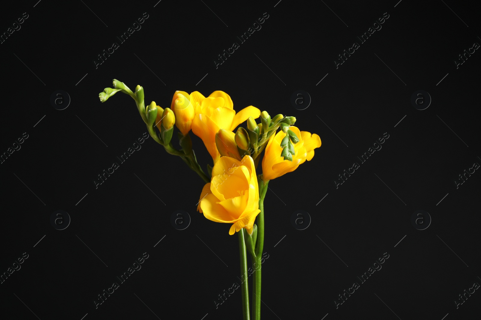 Photo of Beautiful yellow freesia flowers on black background