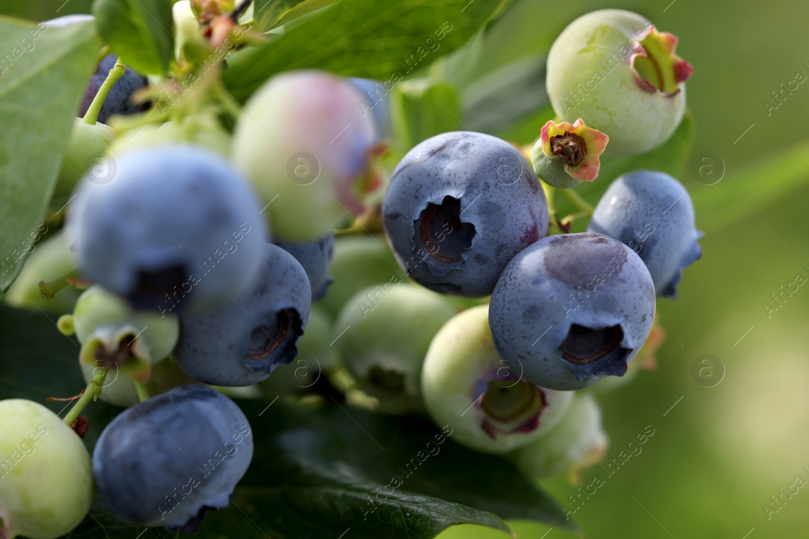 Photo of Wild blueberries growing outdoors, closeup. Seasonal berries