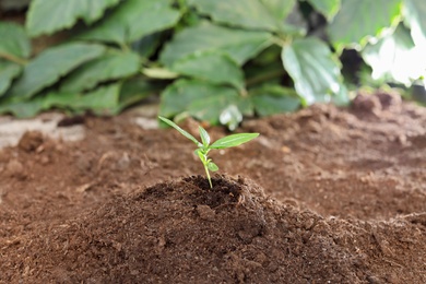 Photo of Small seedling growing in soil, closeup view