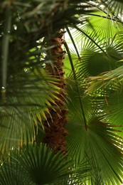Photo of Beautiful palm tree with green leaves outdoors